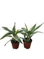White Edged Lucky Bamboo Plant - Dracaena sanderiana - 2 Pack 2" Pots