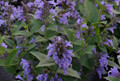 Prelude™ Purple Catmint Perennial - Nepeta subsessilis - Quart Pot