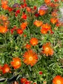 Ocean Sunset™ Orange Vibe Ice Plant - Delosperma - Quart Pot