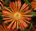 Ocean Sunset™ Orange Vibe Ice Plant - Delosperma - Quart Pot