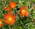 Ocean Sunset™ Orange Vibe Ice Plant - Delosperma - Quart Pot