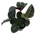 Seersucker Plant - Geogenanthus poeppigii - 4" Pot - Easy House Plant