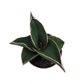 Rare Samurai Sword Snake Plant - Sansevieria - 2" Pot - Collector's Series