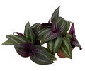Mystic Magic Tradescantia - 2 Plants in 2" Pots -
