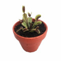 Red Dragon Venus Fly Trap Plant - Dionaea - Akai Ryu - 3" Clay Pot