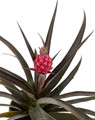 Red Pineapple Plant - Ananas bracteatus - Great Indoors/Out - 5" Pot