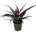 Red Pineapple Plant - Ananas bracteatus - Great Indoors/Out - 5" Pot