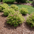 BUBBLY WINE™ Weigela florida - Proven Winners - 4" Pot