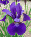 Caesar's Brother Siberian Iris - Deep Velvety Blue - Gallon Pot