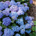 LET’S DANCE LOVEABLE™ - Bigleaf Hydrangea - Proven Winners - 4" Pot