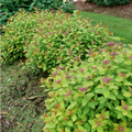 DOUBLE PLAY® DOLLY™ - Spiraea japonica - Proven Winners - 4" Pot