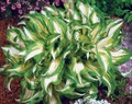 Mediovariegata Hosta undulata - Shade Loving Wavy Leaves - 4" Pot