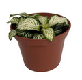 White Tiger Mini Nerve Plant - Fittonia - 2.5" Pot