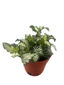 White Tiger Mini Nerve Plant - Fittonia - 2.5" Pot