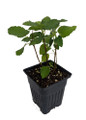 Brown Turkey Edible Fig Plant - Ficus carica - Sweet - 4" Pot