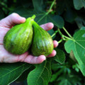 Brown Turkey Edible Fig Plant - Ficus carica - Sweet - 4" Pot