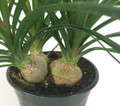Ponytail Palm - 6" pot - Beaucarnea - Great Indoors!