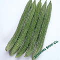 Japanese Foo Gwa - Bitter Melon/Bitter Gourd - Momordica charantia - 10 Seeds