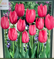 Yosemite Single Late Tulip 7 Bulbs - 12/+ cm Bulbs - New