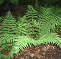 Leatherwood Eastern Wood Fern - Dryopteris marginalis - Quart Pot