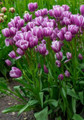 Purple Elegance Bouquet Tulips 5 Bulbs - 12/+ cm Bulbs
