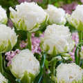 Snow Crystal Fringed Tulip 5 Bulbs - 12/+ cm Bulbs