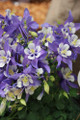 Earlybird™ Blue and White Columbine - Aquilegia - Quart Pot