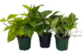 Pothos Plant Assortment - 3 Pack in 4" Pots