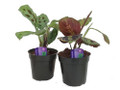 Hirt's 1 Red & 1 Green Prayer Plant - Maranta - 3.5" Pots