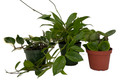 Hoya Assortment - 3 Pack in 4" Pots