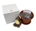 Papilio Amaryllis Growing Kit - Great Gift! - 24/26cm Bulb/Pot/Soil