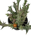 Orange Starfish Succulent - Huernia Orbea schweinfurthii - 4" Pot