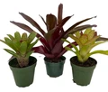 Neoregelia Vase Plant Collection - Bromeliad - 3 Plants in 4" Pots