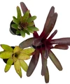 Neoregelia Vase Plant Collection - Bromeliad - 3 Plants in 4" Pots