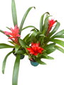 Guzmania Vase Plant Collection - Bromeliad - 3 Plants in 4" Pots