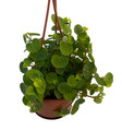 Bitcoin Chinese Money Plant -  Peperomia coin - 4" Mini Hanging Basket