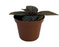 Chocolate Cream Flame Violet - Episcia - 2.5" Pot - Great House Plant