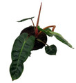 Rare Billietiae Philodendron - 4" pot