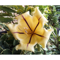 Variegated Golden Chalice Vine - Solandra - Intoxicating Vanilla Scent - 4" Pot