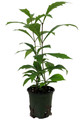 Musical Notes Plant - Clerodendrum incisum - Indoors/Out or Bonsai - 4" Pot