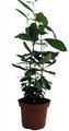 Pineapple Guava Plant - Feijoa - Acca sellowiana - 4" Pot