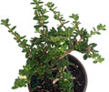Bahama Berry - Mounjean Tea - Nashia inaguensis - 6" Pot - Herbal Tea