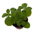 Vicks Swedish Ivy Plant - Plectranthus - 2.5" Pot