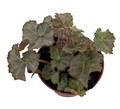 Five and Dime Begonia Plant - 2.5" Pot - Easy House Plant