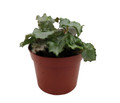 Five and Dime Begonia Plant - 2.5" Pot - Easy House Plant