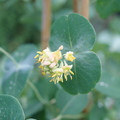Kintzley's Ghost® Grape Honeysuckle - Proven Winner - Lonicera - 4"  Pot