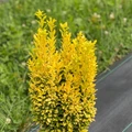 Glow Stick™ Japanese Holly- Ilex Crenata - 4" Pot - Proven Winners