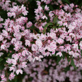 Yuki Kabuki™ - Deutzia - 4" Pot - Proven Winners