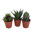 SUPER SALE - Haworthia Collection 3 Plants - 2" Pot