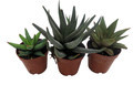 SUPER SALE - Haworthia Collection 3 Plants - 2" Pot
